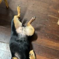 Photo of Marshmallow