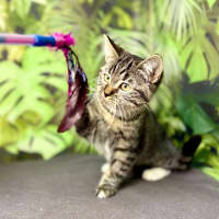 Photo of Ophelia (Located In Preston) 