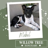 Photo of Mabel
