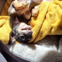 Photo of Rocky And Hugo