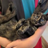 Photo of Nyx
