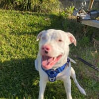Photo of Casper   11 Month Old Staffy X