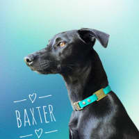 Photo of Baxter 