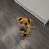 Photo of Lola   4 Month Old Bull Arab X