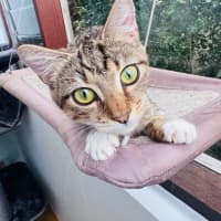 Photo of Buttercup