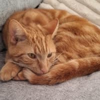 Photo of Simba