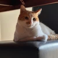Photo of Nelson