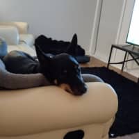 Photo of Molly   4 Year Old Kelpie (On Hold)