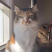 Photo of Cherry