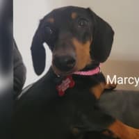 Photo of Marcy