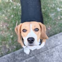 Photo of Mouse