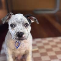 Photo of Charlie   10 Week Old Cattle Dog X
