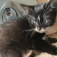 Photo of Foxy Socks Buu