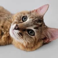 Photo of Skittles 