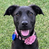 Photo of Hope   5 Month Old Mixed Breed