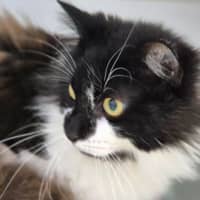 Photo of Marshmellow