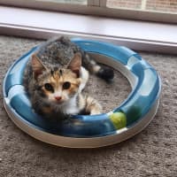 Photo of Lucy   Located In Templestowe