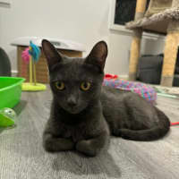 Photo of Sarabi 