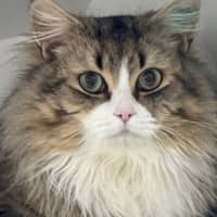 Photo of Hommus