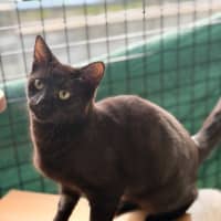 Photo of Coal