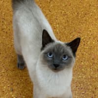 Photo of Nala