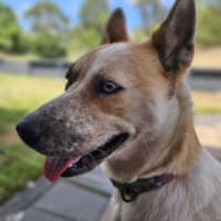 Photo of Roxy   1.5 Year Old Cattle Dog X Husky (Trial)