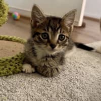 Photo of Poppy