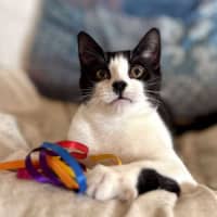 Photo of Cee Cee   Located In Eltham