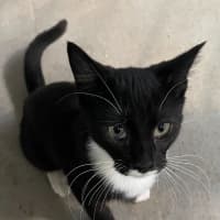 Photo of Sweets Aka Fish Toots