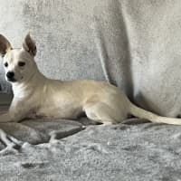 Photo of Bolt