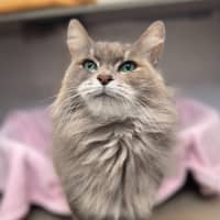 Photo of Snook