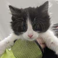 Photo of Scribbles Of Holdsworth