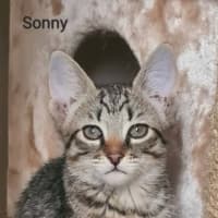Photo of Sonny