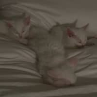 Photo of Vanilla Slice, Custard Tart, Lemon Pie