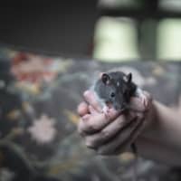 Photo of Seagull And Roach