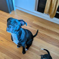 Photo of Lyra