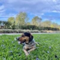 Photo of Mini   3 Year Old Beagle X Cattle Dog