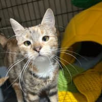 Photo of Petal