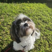 Photo of Alfie
