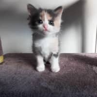Photo of Mini