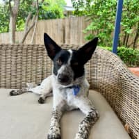 Photo of Missy   1 Year Old Cattle Dog X