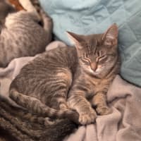 Photo of Morgana **2nd Chance Cat Rescue**