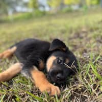 Photo of Eve   9 Week Old German Shepherd 