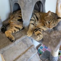 Photo of Leo