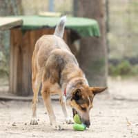 Photo of Ruby