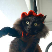 Photo of Rollie