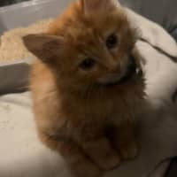 Photo of Matzo   Located In Pakenham