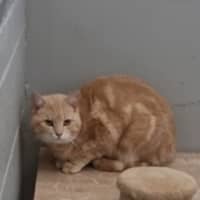Photo of Gingy