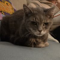 Photo of Dusty