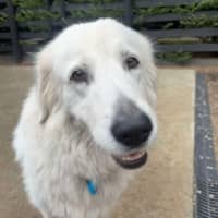 Photo of Nellie